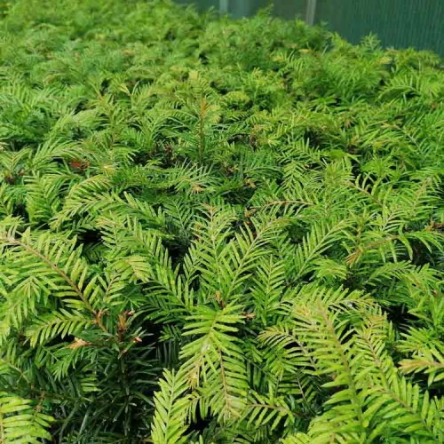 40-60cm Pot Grown Taxus Baccata English Native Yew Hedge | ScotPlants Direct